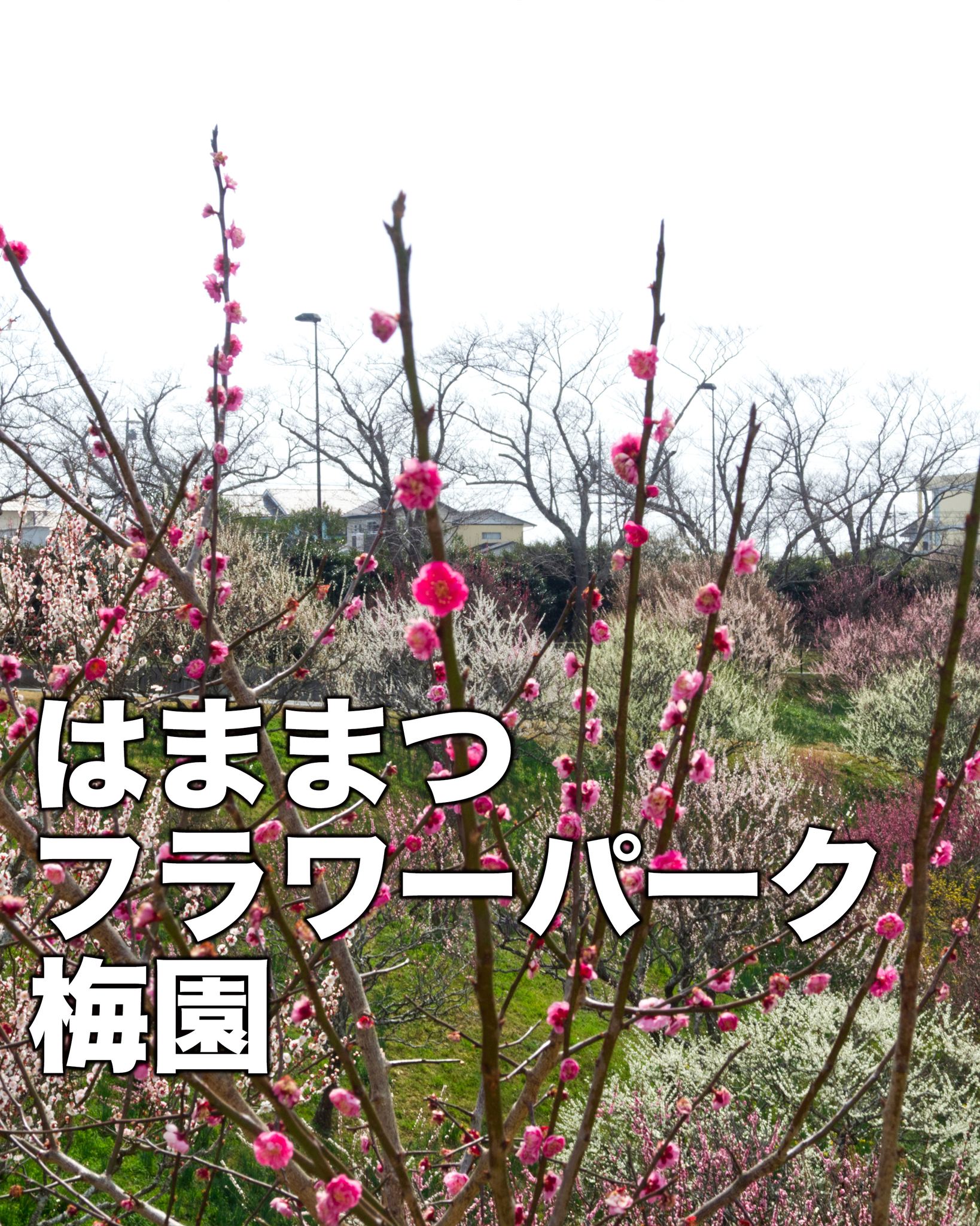 はままつフラワーパークの梅園

入園してすぐ左側に
大きく梅園が広がっています。

少し見下ろすようになっているので
大きな広がりを感じて
梅の花の華やかさを感じることができます。

タイミングで
早咲きの桜も一緒に楽しめるから
これからの季節は
淡い花の華やかな春の音連れを
感じることができますよ🤗

~~~~~~~~~~~~~~~⛩️~~~~
浜名湖を中心に、グルメ、文化
お店など浜名湖の観光情報を
みなさまにお届けしています。

参考になったら、
面白いなぁと感じたら

いいね！&フォローを
お願いいたします。

浜名湖養魚漁業組合
@hamanako.unagi

〜〜〜〜〜〜〜〜〜〜〜〜〜

#浜名湖養魚漁業組合
#浜名湖観光
#浜松観光
#季節の花
#舘山寺観光
#はままつフラワーパーク
#浜松の梅園