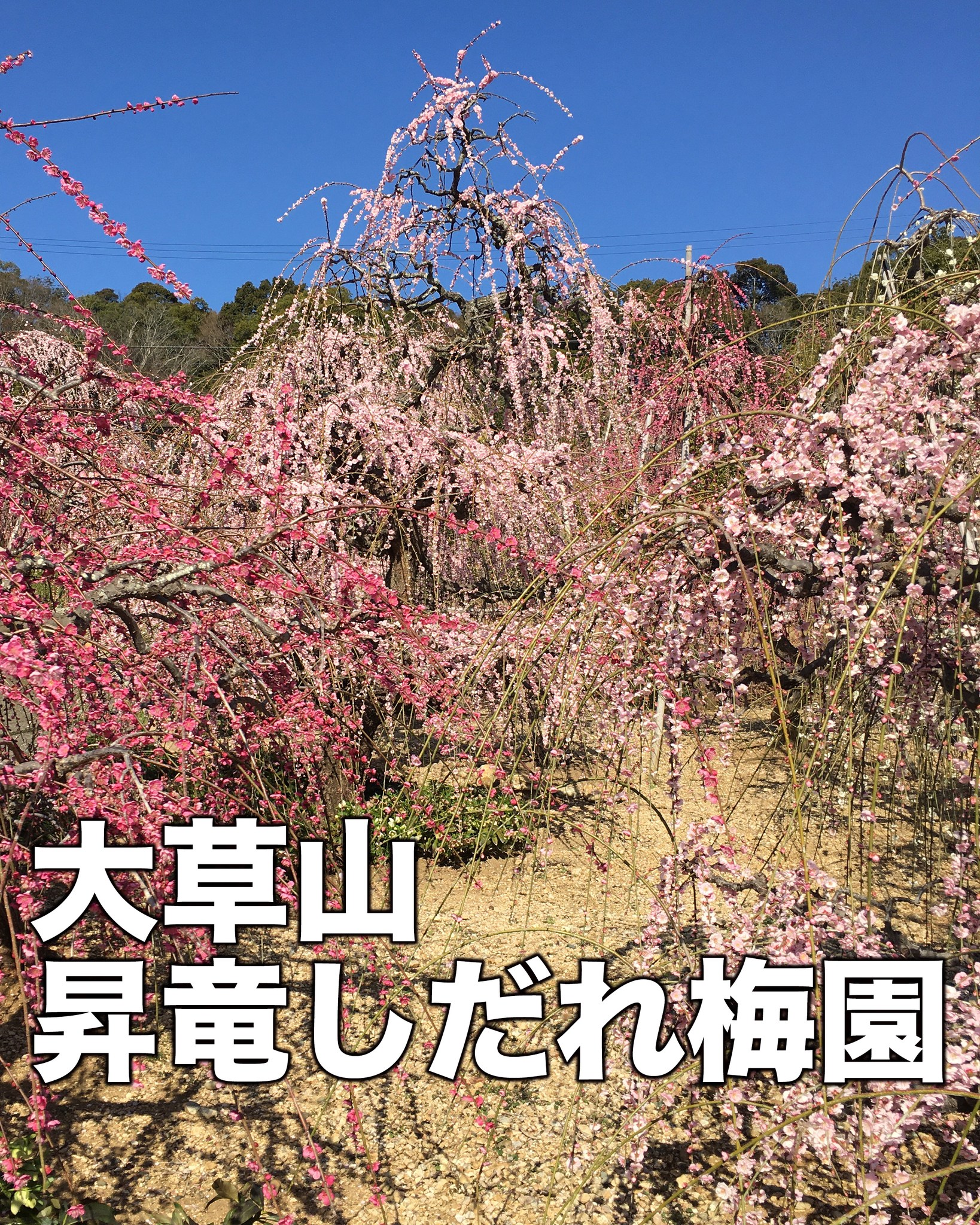 大草山 昇竜しだれ梅園で梅の花が見頃.

今年は、例年より１〜２週間早く
見頃を迎えているようですよ🤗

しだれ梅のトンネルは、おすすめなので
一度通ってみて欲しいです🤗

~~~~~~~~~~~~~~~⛩️~~~~
浜名湖を中心に、グルメ、文化
お店など浜名湖の観光情報を
みなさまにお届けしています。

参考になったら、
面白いなぁと感じたら

いいね！&フォローを
お願いいたします。

浜名湖養魚漁業組合
@hamanako.unagi

〜〜〜〜〜〜〜〜〜〜〜〜〜

#浜名湖養魚漁業組合
#浜名湖観光
#浜松観光
#季節の花
#舘山寺観光
#昇竜しだれ梅園
#浜松の梅園