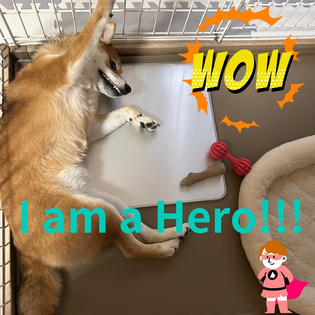 組合アイドルきなこちゃんです!
今日はスーパーヒーロー🦸♀️になってみた写真をお届けします️
偶然撮れた写真ですが、しばらくの間このままの姿勢でいてくれました🥰
#浜名湖養魚漁業協同組合 #浜名湖養魚漁協直営店 #浜名湖うなぎ #きょうのわんこ #しばすたぐらむ #しばいぬのいる暮らし #柴犬好きな人と繋がりたい #アイドル #スーパーヒーロー #スーパーヒーロータイム