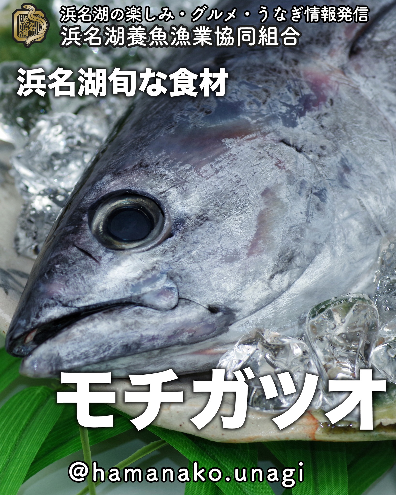 せっかく浜松来たなら食べてって〜🤗.

「モチガツオ」
　旬：４〜６月

名前の通り、もちもちとした食感で
普通のカツオとは全く違います

漁獲から数時間以内のカツオに
限られるので、
飲食店で食べるにしても、
遅い時間では食べられません

見かけたらぜひ、食べてみてくださいね。

~~~~~~~~~~~~~~~⛩️~~~~
浜名湖を中心に、グルメ、文化
お店など浜名湖の観光情報を
みなさまにお届けしています。

参考になったら、
面白いなぁと感じたら

いいね！&フォローを
お願いいたします。

浜名湖養魚漁業組合
@hamanako.unagi

〜〜〜〜〜〜〜〜〜〜〜〜〜

#浜名湖養魚漁業組合
#浜名湖観光
#浜松観光
#浜松グルメ
#遠州グルメ 
#旬の魚 
#モチガツオ 
# #モチカツオの刺身