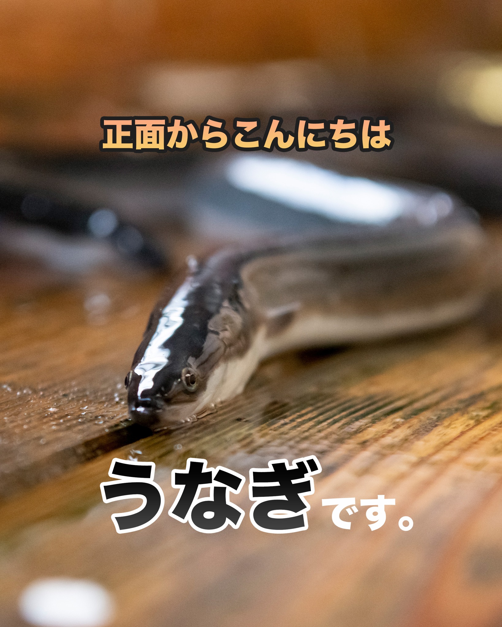 こんにちは！
うなぎです。.

なかなか正面で見ること
ないだろうけど
結構可愛いでしょ？？

#浜名湖うなぎ
#うなぎ正面
#浜名湖グルメ 
#浜名湖うなぎ出荷