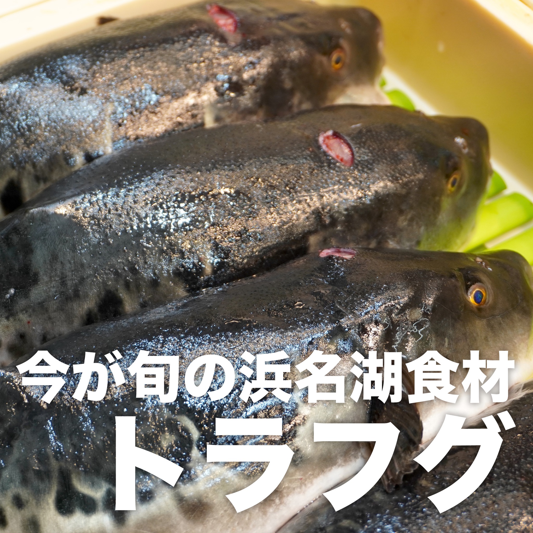 安心と信頼のブランド「遠州灘天然とらふぐ」

国内流通のとらふぐは、９割が養殖だそうです。
天然物は約１割でそのなかの６割が
遠州沖で漁獲されているそうです。

そんな天然とらふぐは、遠州地域の冬の名物に
なりつつあります。

舘山寺温泉では、この時期になると
遠州灘天然とらふぐ祭りを開催しているそうですよ！

舘山寺温泉に、ぷち週末旅行、どうですか？

#浜名湖養魚漁業協同組合 
#浜松グルメ
#浜名湖グルメ
#遠州灘天然とらふぐ 
#遠州灘の恵み 
#とらふぐ 
#旬の味 
#旬の魚