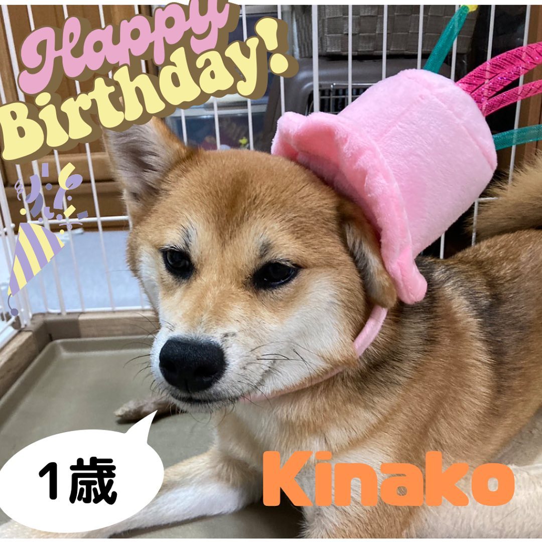 先日、組合アイドルきなこちゃんがお誕生日を迎えました!🥳
わんちゃんの成長は早いですねぇ…
今は毎日いたずらばかりで手を焼いています
けど毎日疲れて帰ると元気にお出迎えしてくれます!とっても癒しをもらってます️
#浜名湖養魚漁業協同組合 #浜名湖うなぎ丸浜 #今日のわんこ
#きょうのわんこ大賞 #組合アイドル #かわいい #柴犬のいる暮らし #いやしわんこ #いやし犬 #癒し #浜松市 #わんこ好きとつながりたい #柴犬好きな人と繋がりたい #誕生日