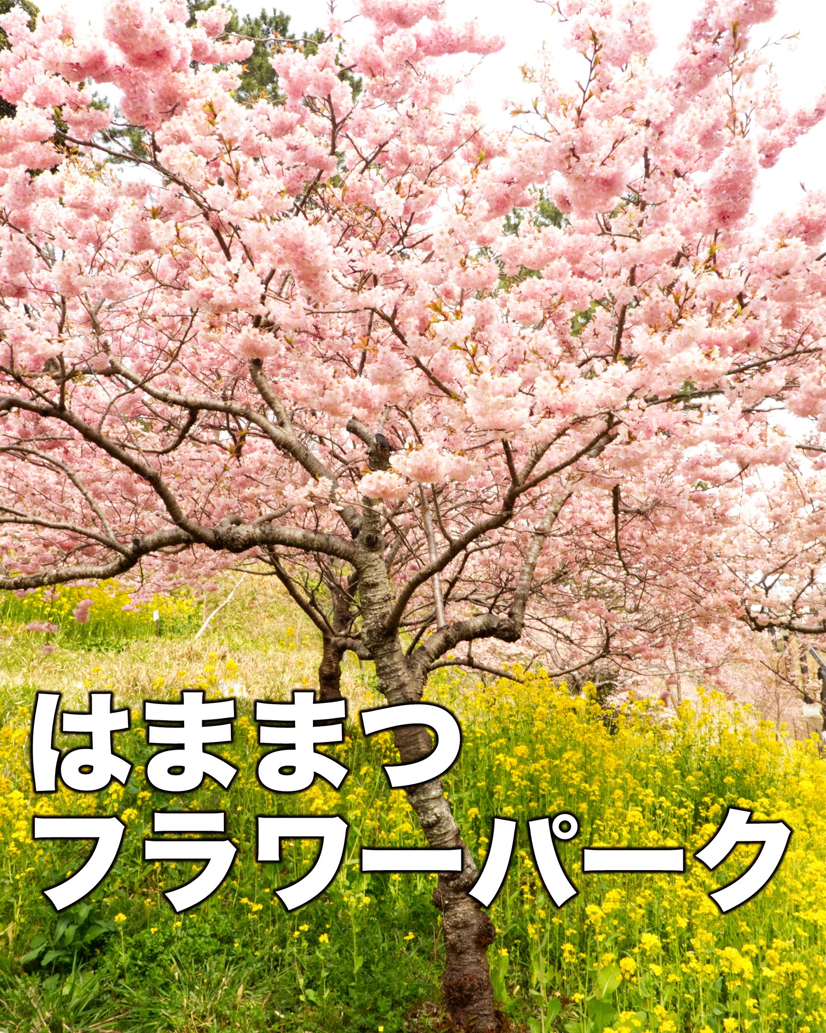 フラワーパークの早咲き桜

梅園を抜けると、
菜の花と早咲き桜が
楽しめるエリア

ちょっと紹介が遅れてしまったかな

ちょうどいい頃じゃないかなぁ

みてきた方がいたらぜひ、
メッセージで感想を聞かせてくださいね。

~~~~~~~~~~~~~~~⛩️~~~~
浜名湖を中心に、グルメ、文化
お店など浜名湖の観光情報を
みなさまにお届けしています。

参考になったら、
面白いなぁと感じたら

いいね！&フォローを
お願いいたします。

浜名湖養魚漁業組合
@hamanako.unagi

〜〜〜〜〜〜〜〜〜〜〜〜〜

#浜名湖養魚漁業組合
#浜名湖観光
#浜松観光
#季節の花
#舘山寺観光
#はままつフラワーパーク
#浜松の桜スポット
#早咲きの桜