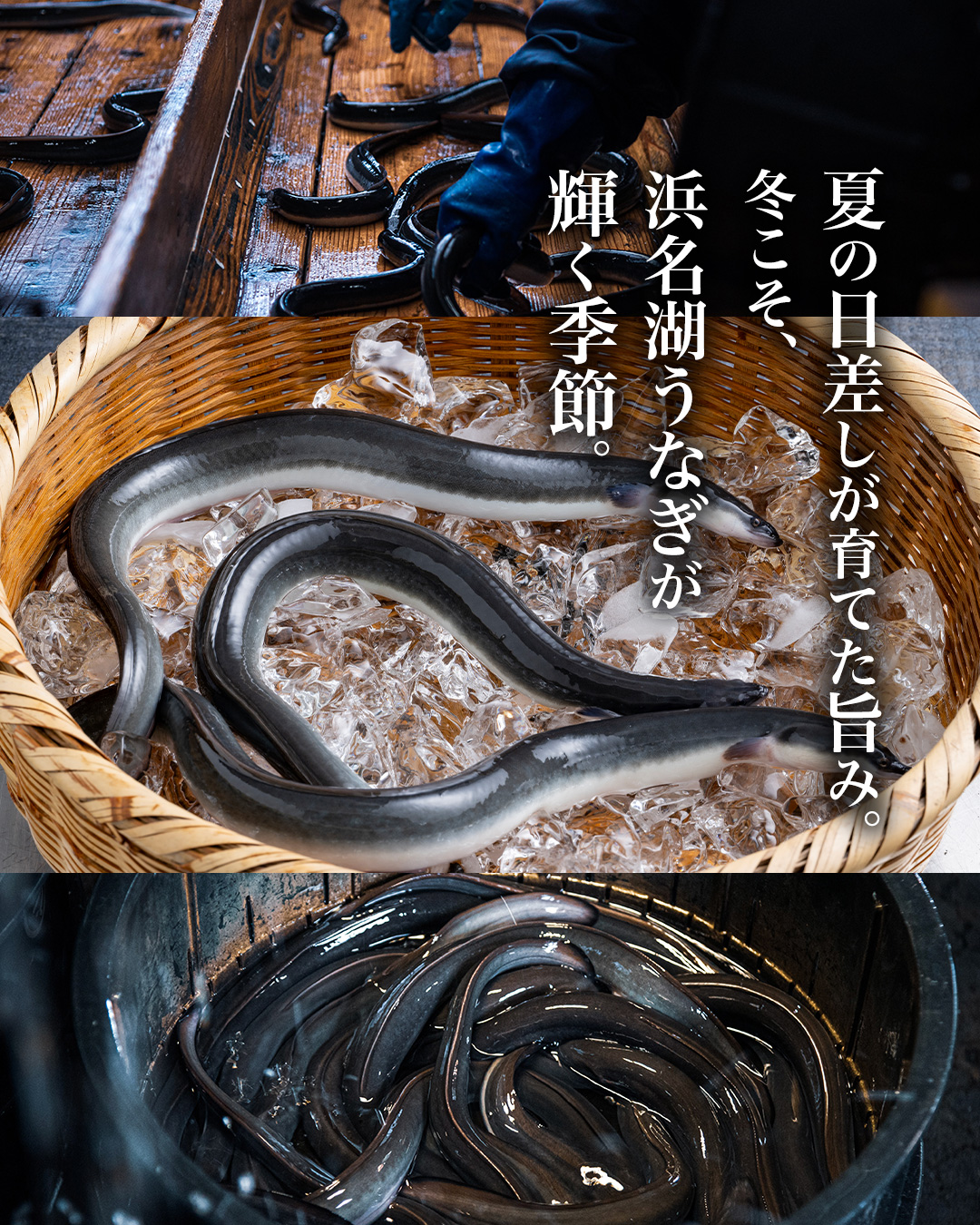 夏の日差しが育てた旨み。
冬こそ、浜名湖うなぎが輝く季節。
浜名湖のうなぎは
夏の豊かな日光により
適温まで自然に温められた
水の中で元気に育ちます。
この環境がうなぎに負担をかけず
エサの食いつきも良く
上質な身を育てる秘訣。
そうして夏にしっかり育ったうなぎは
秋から冬にかけて
出荷のピークを迎えます。
脂がのって、香ばしさと旨みが
いっそう引き立つ季節。
職人が1尾1尾丁寧に割き
香ばしく焼き上げた
浜名湖うなぎを
一年の感謝を込めて贈る
“冬の贅沢”
として、お楽しみください。
#浜名湖うなぎ
#浜名湖うなぎでしこ
#浜名湖養魚漁業協同組合
#浜名湖の味
#うなぎの伝統
#うなぎ職人
#冬の贅沢
#お歳暮ギフト
#うなぎ通販
#国産うなぎ
#浜松グルメ
#静岡グルメ
#香ばしい旨み
#伝統をつなぐ
#浜名湖の恵み