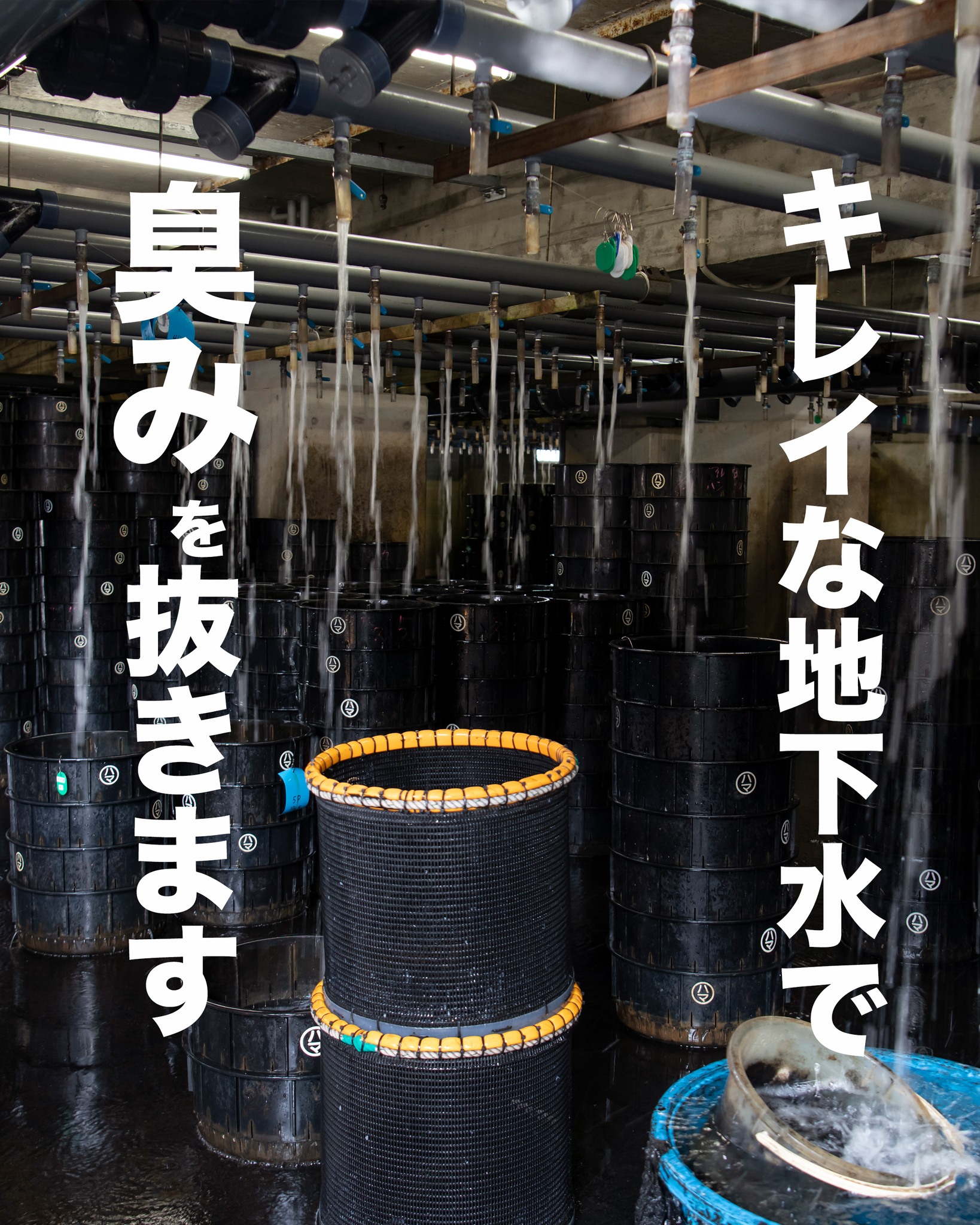 出荷前の大事な工程.
養鰻場から入ってきたうなぎを
キレイな地下水に
浴びさせることで
臭みを抜いていきます
美味しくうなぎをいただくために
大切な工程なんですよ🤗
#浜名湖うなぎ
#うなぎの出荷
#美味しい鰻の為に
#浜名湖養魚漁業協同組合
