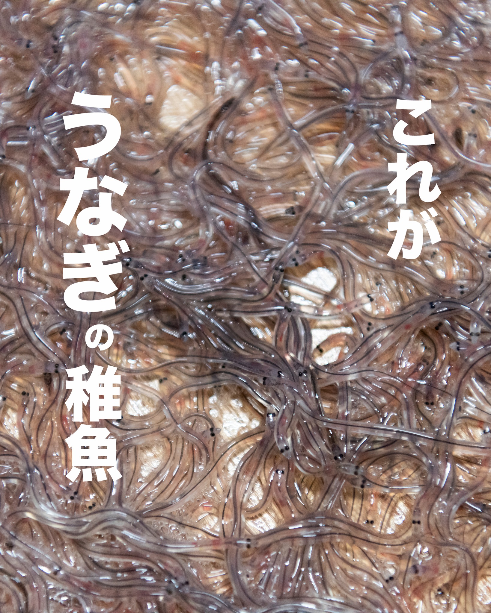 うなぎ の稚魚ってみたうなぎの稚魚ってみた #うなぎの成長レポことある?.
これが捕まえたばかりの
うなぎの稚魚なんです
すっごいちっちゃくて
透明だけど
もう、りっぱにうなぎです🤗
大きく美味しい鰻に育ってね
#浜名湖うなぎ
#うなぎの稚魚
#浜名湖養魚漁業協同組合
#うなぎの成長
