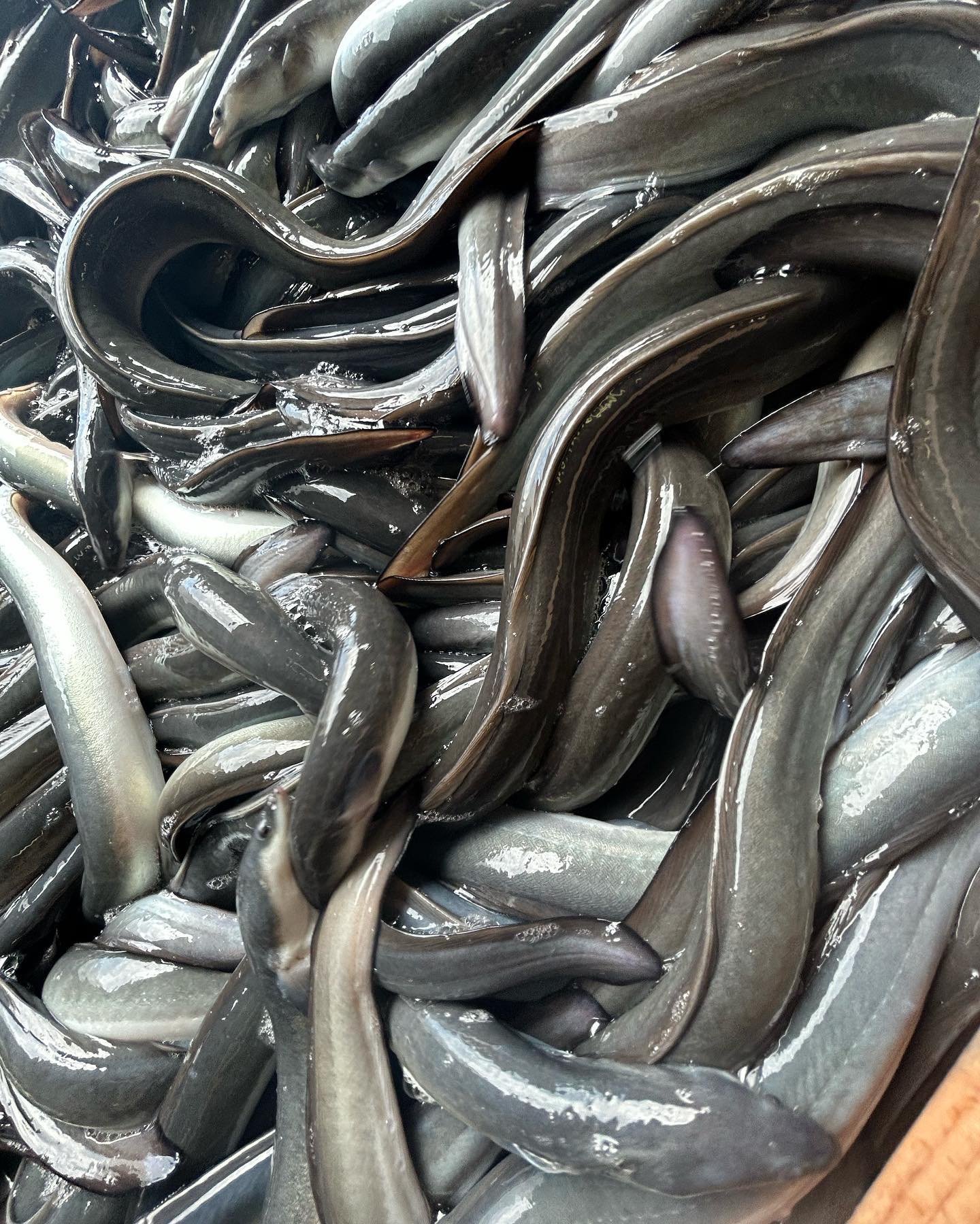 今日、新物のうなぎが入荷しました!!
新物のうなぎは脂がたっぷり乗っていて1番美味しいんです
店頭には明日から並ぶ予定です!
ぜひお買い求めください!
#今年初の #浜名湖養魚漁業協同組合 #浜名湖うなぎ #新物 #新物うなぎ #新仔 #新仔うなぎ #おいしいもの巡り