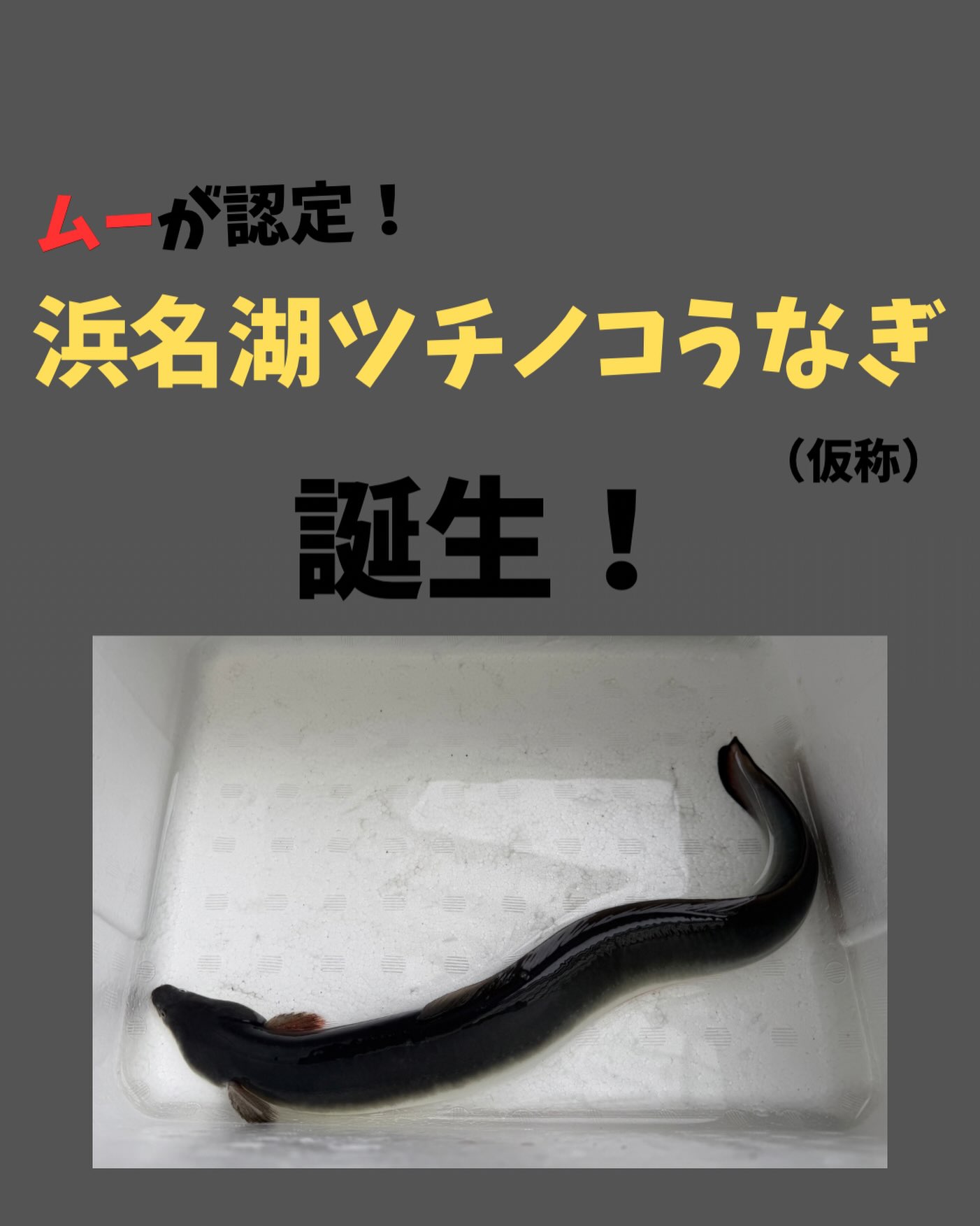 【浜名湖ツチノコうなぎ(仮称)誕生!】
浜松クラフトビールフェスのイベントにて、
「浜名湖ツチノコうなぎ(仮称)」誕生の発表を行いました!
※こちらはムーが認定したものとなります。
今後は、ツチノコうなぎの規定を定めて
販売等を行う予定となっております。
こちらの発表もお楽しみ🏻♀️
#浜名湖養魚漁業協同組合 #浜名湖うなぎ #浜名湖ツチノコうなぎ
#浜松クラフトビールフェス #月刊ムー